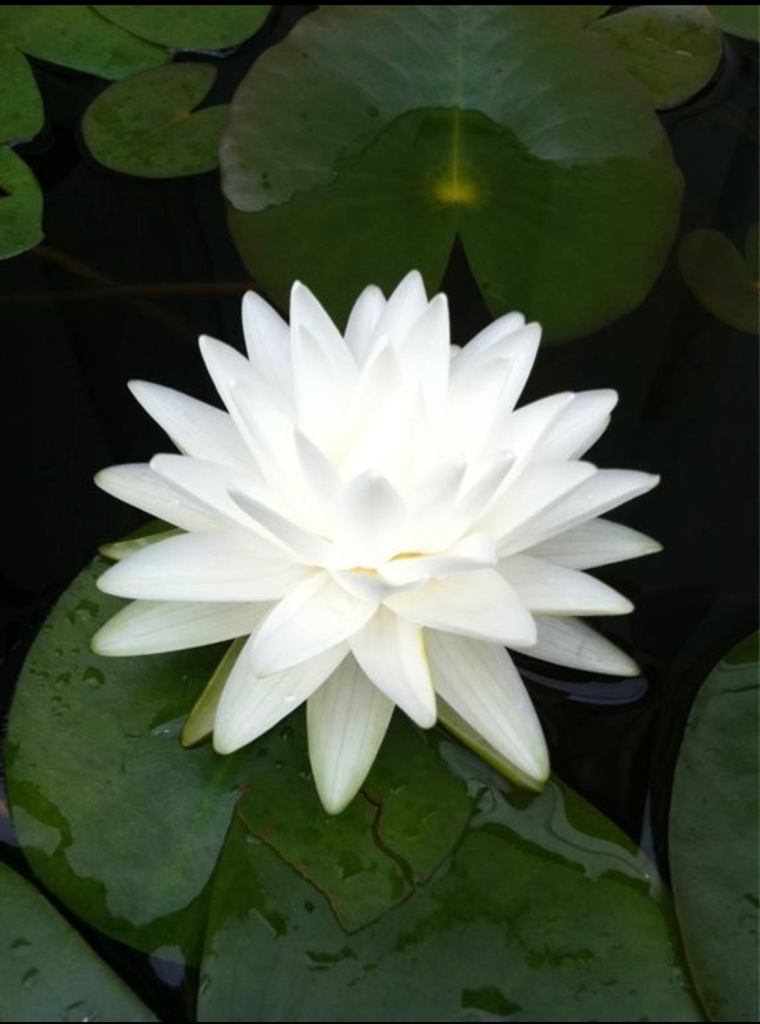 Jenny Thai Massage in Maidenhead 