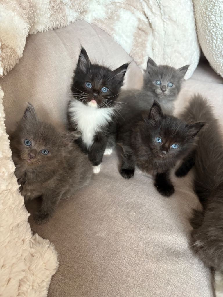 Maine coon cross kittens 