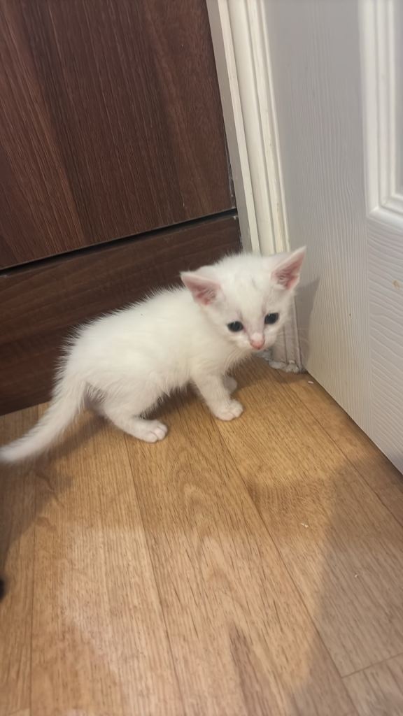 Pure white kitten