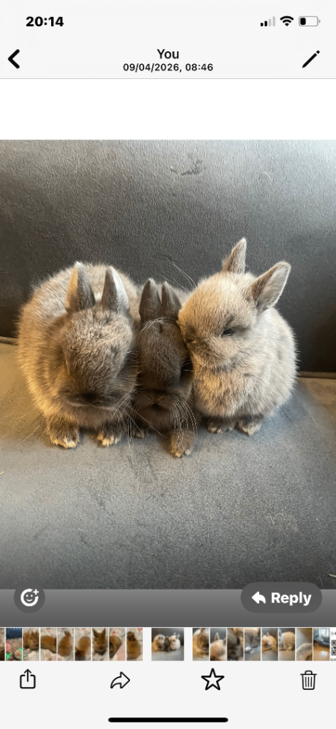 Baby, Netherland dwarfs