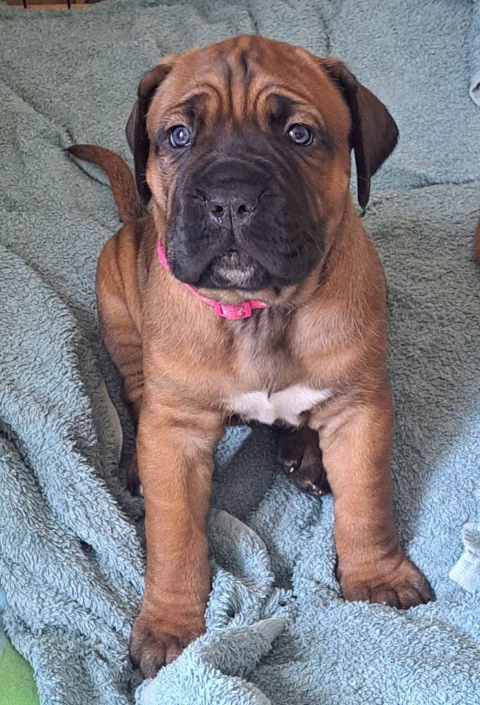 beautiful chunky cane corso pup