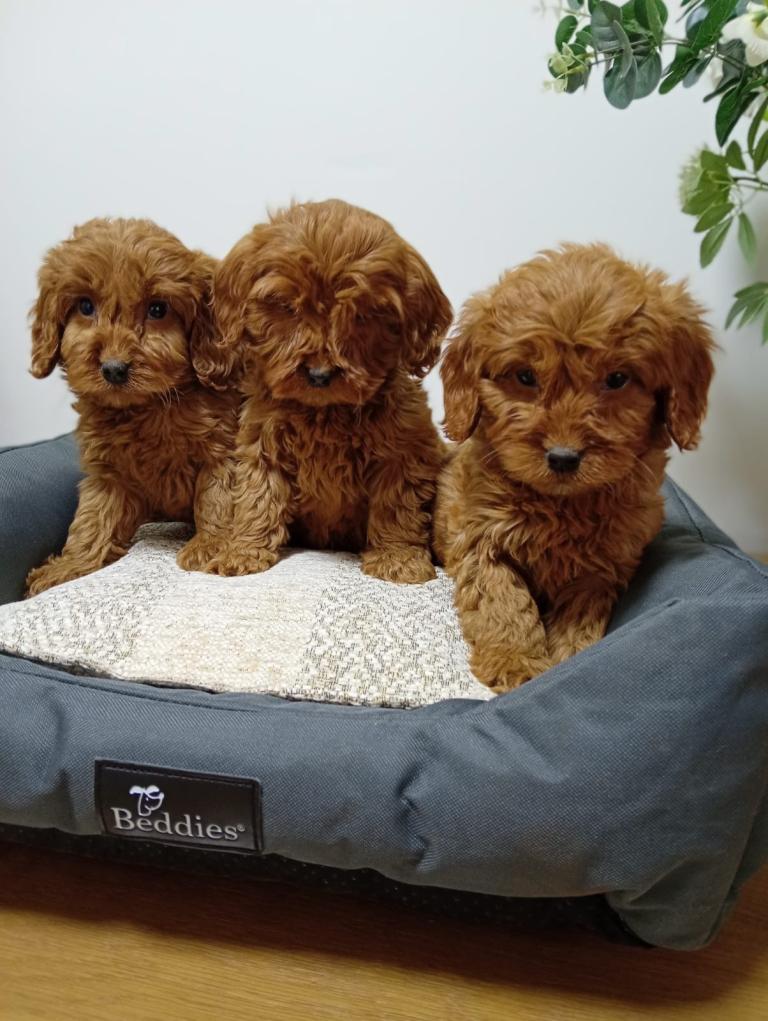 Cockapoo puppies