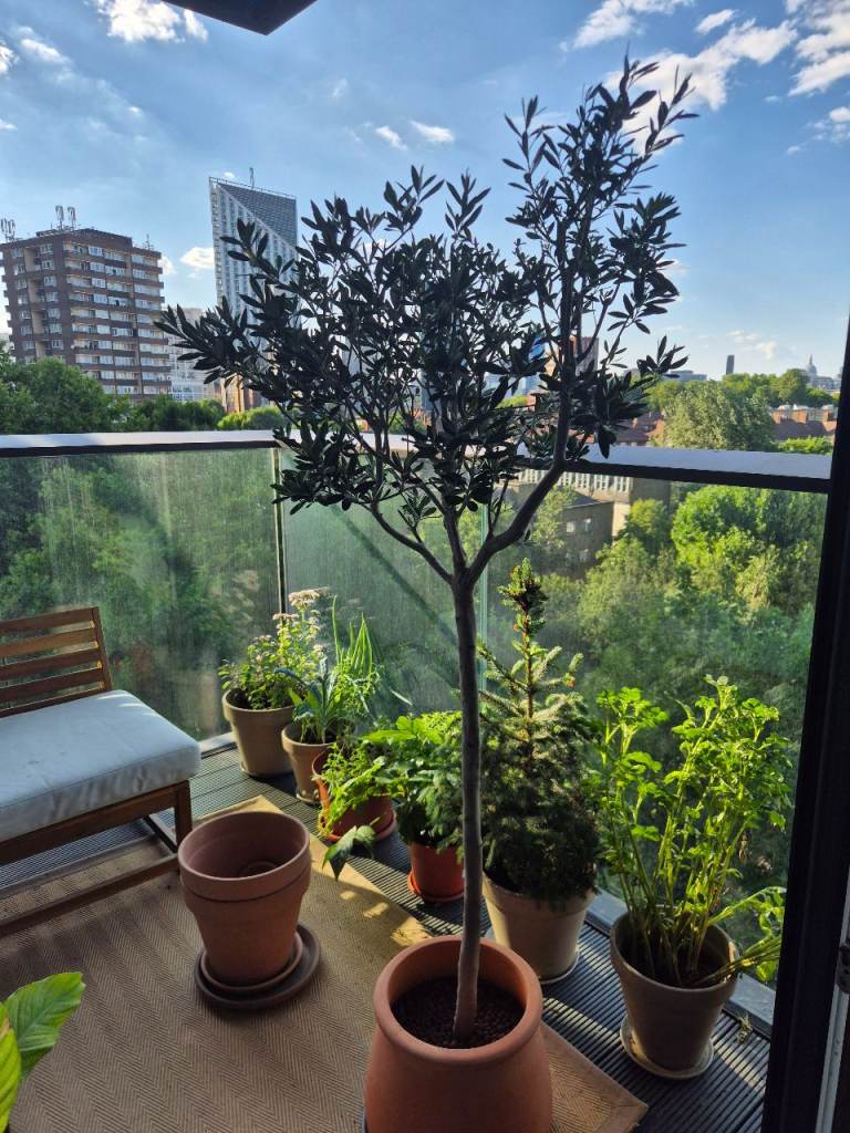 Olive tree, 1.65m/5.5ft, with pot