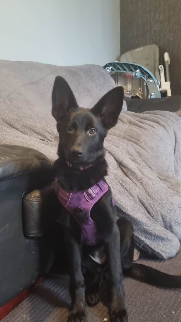 7 month old black German shepherd 