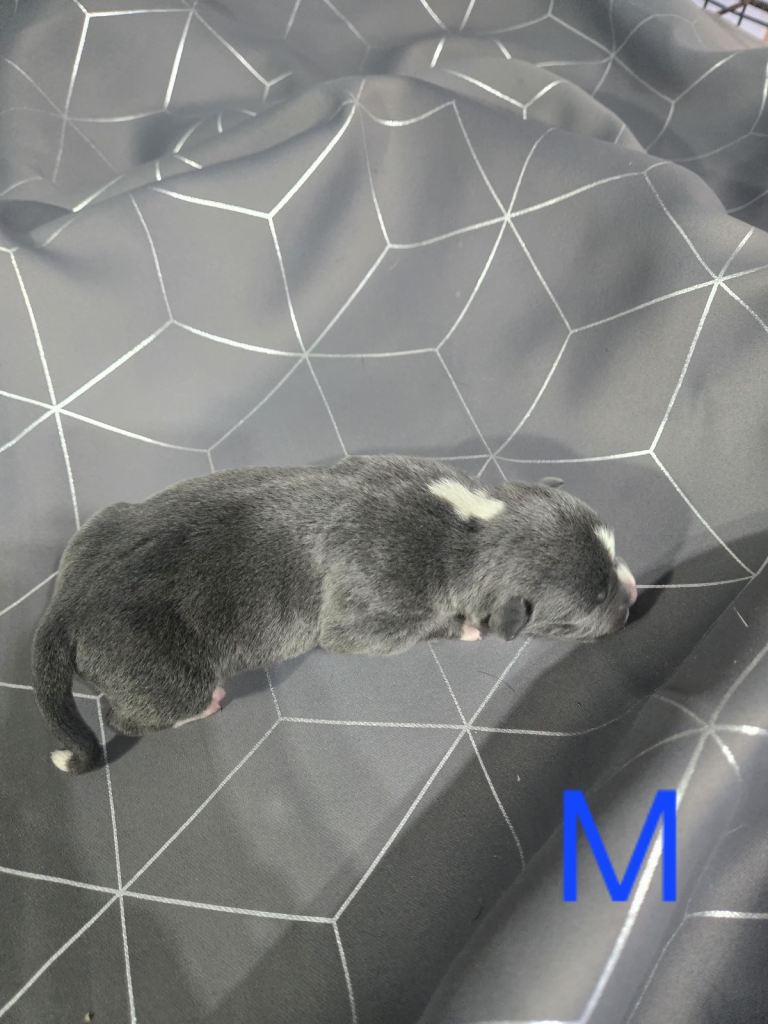 staffie puppies for sale 