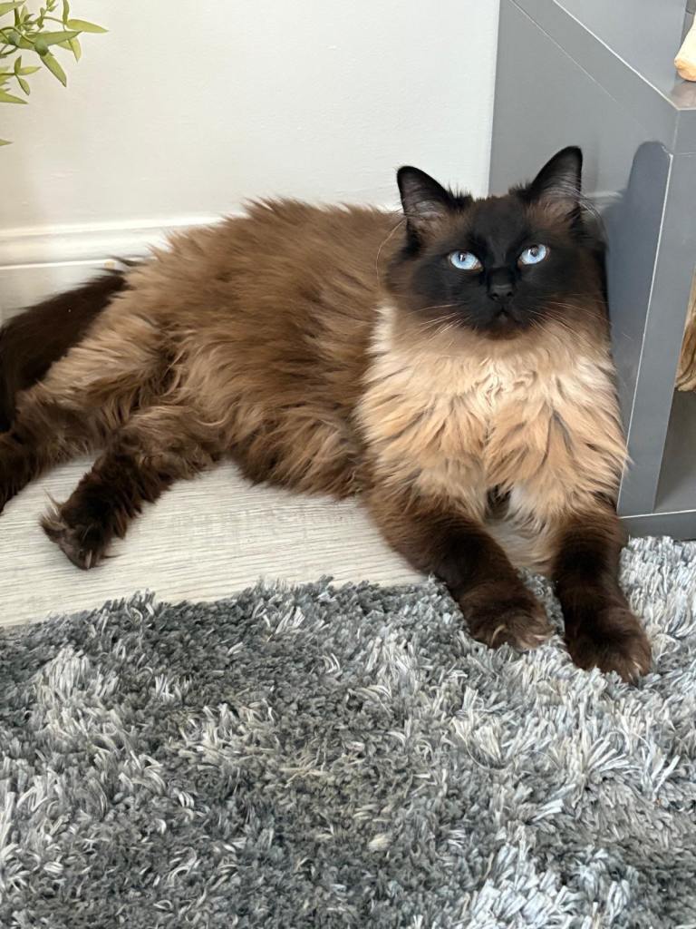 Cat for sale 