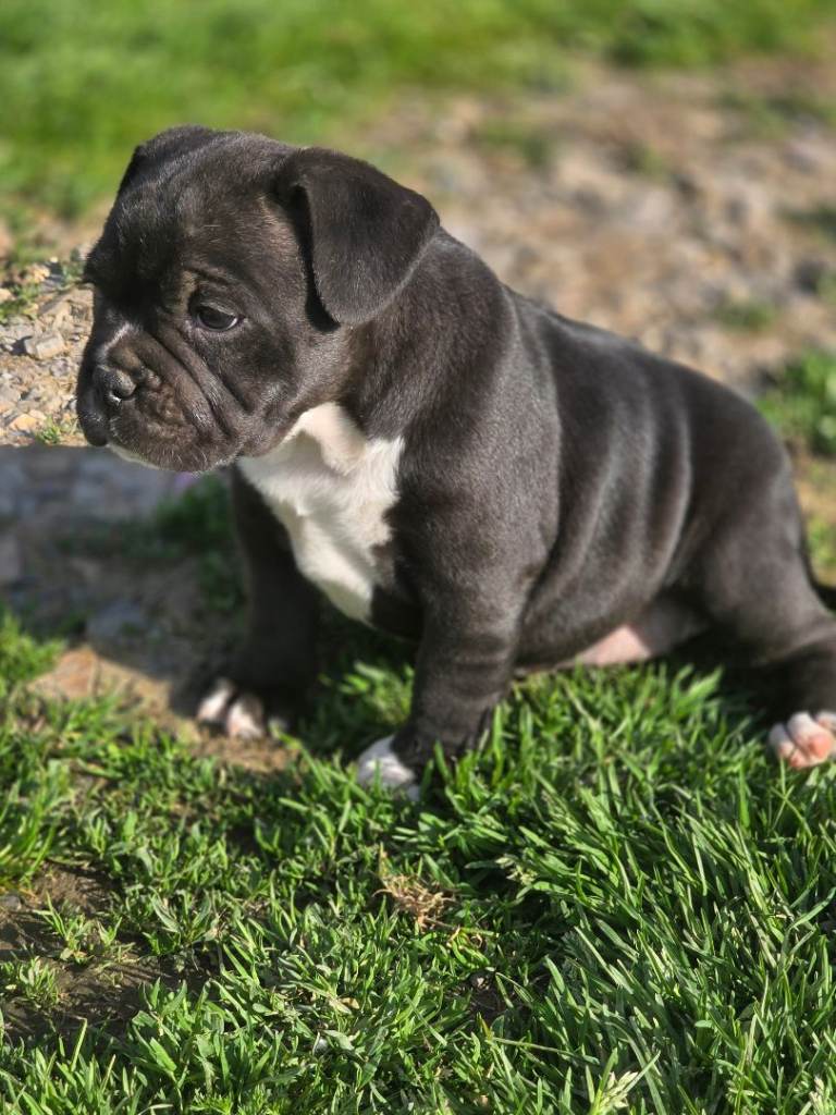 sstaffy x frenchie puppies for sale