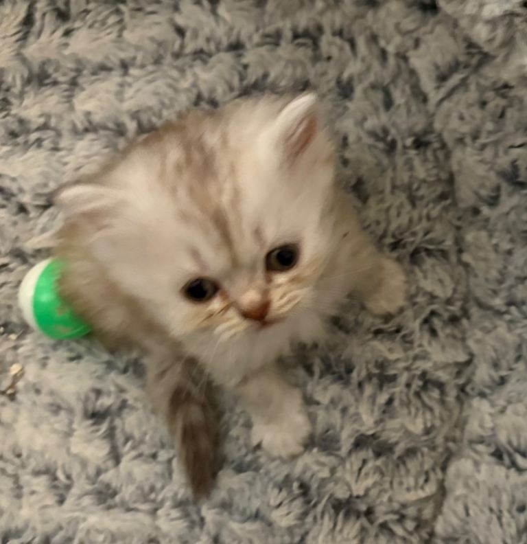 Persian kittens for sale
