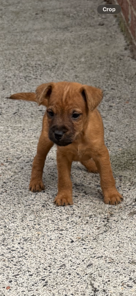 Lakeland Terriers READY NOW