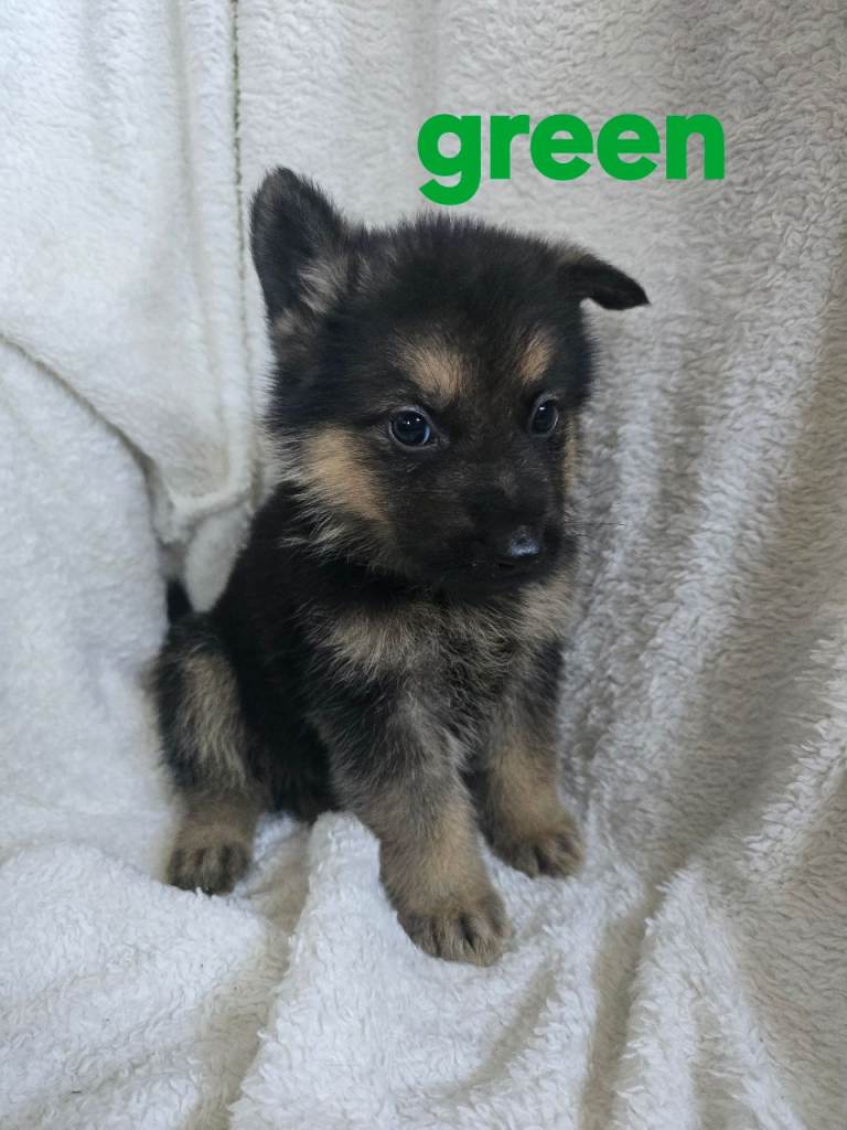 (Only 2 left )8 german shepherd puppy read to go on 29thy to go on 29th
