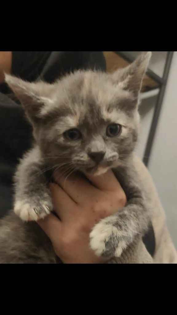 Grey kitten