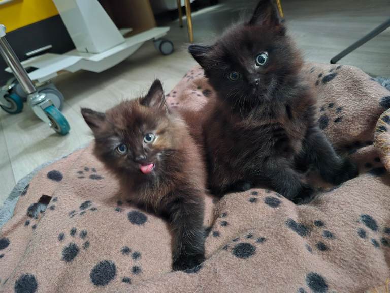 Beautiful Fluffy Kittens Ready for Loving Homes 🐾