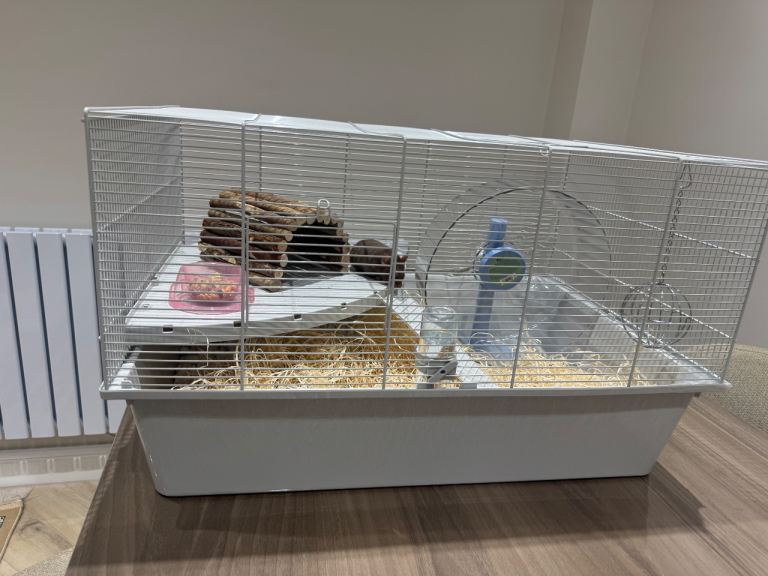 Syrian hamster with everything included