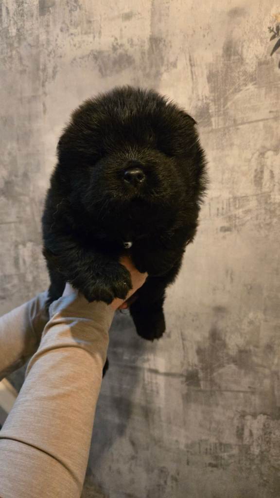 Chow chow puppies