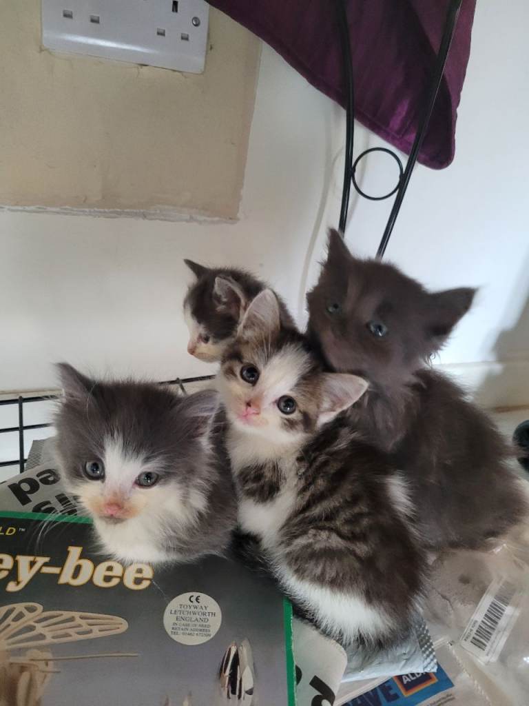 Ragdoll maine-coon x Blue Russian kittens ready for forever homes £300