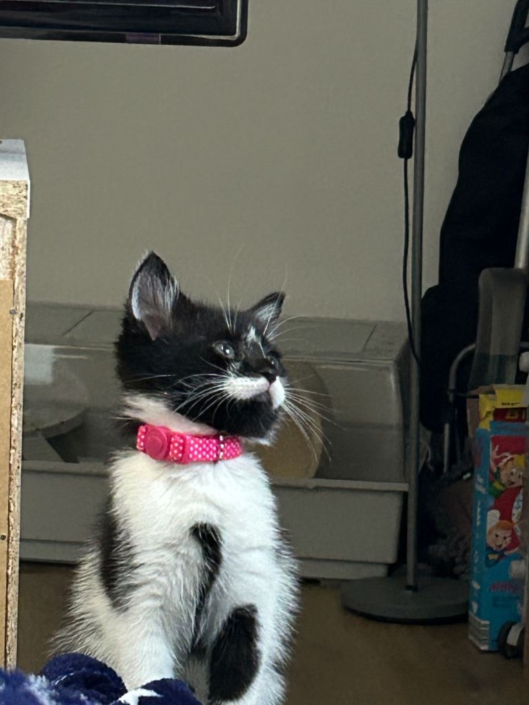 9 week old black & white tuxedo kitten