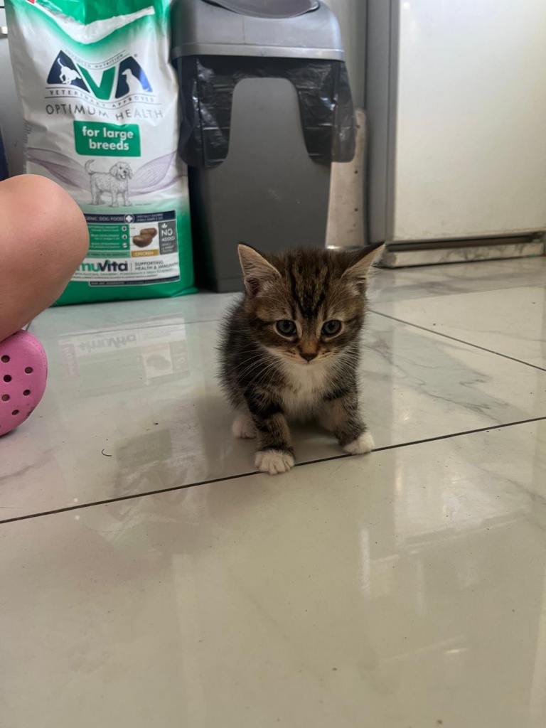 Maine Coon