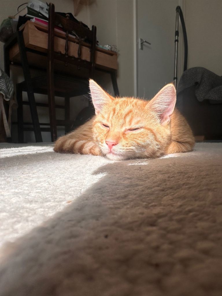 Ginger boy 