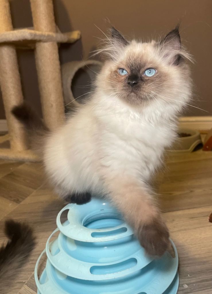 READY NOW Boy Kitten