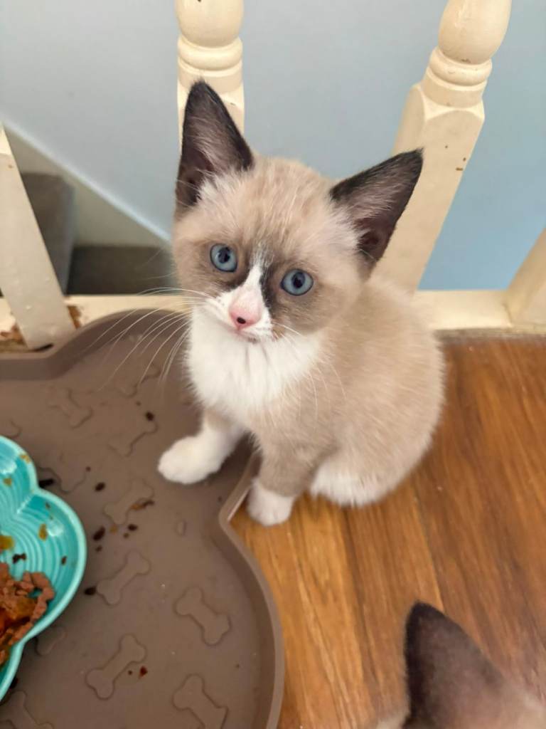 Ragdoll kitten
