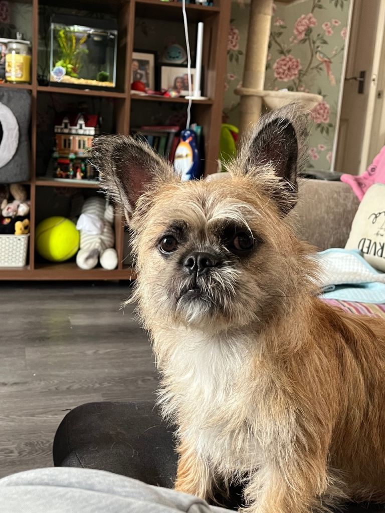 8 months need rehoming 