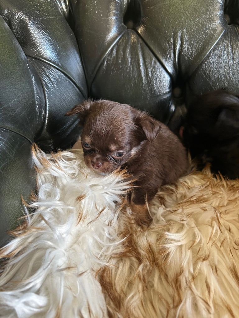 Tea cup chihuahua pups