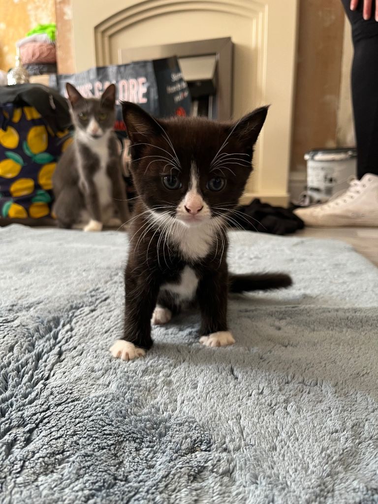 Kittens