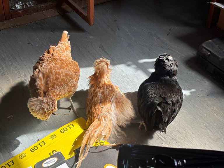 Polish Chickens 