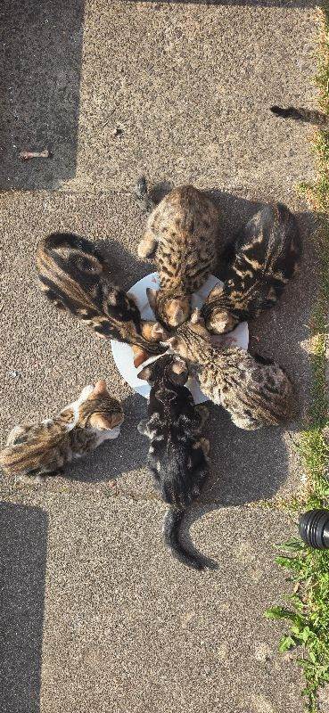 Beautiful, uniquely coloured purebred Bengal kittens available now.