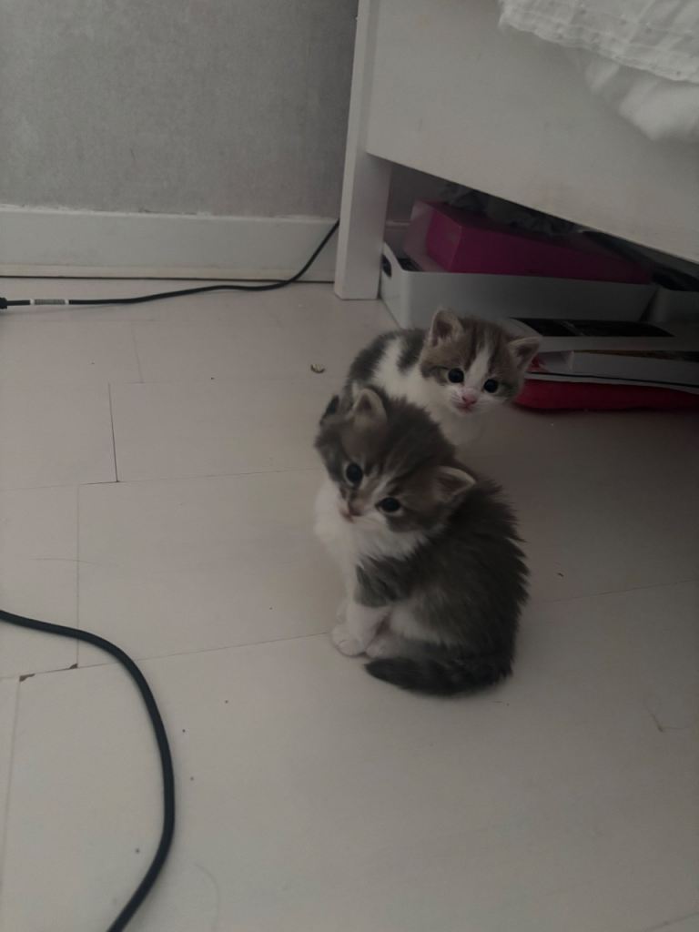 2 gordeous kittens for sale (IMMEDIATELY AVAILABLE)
