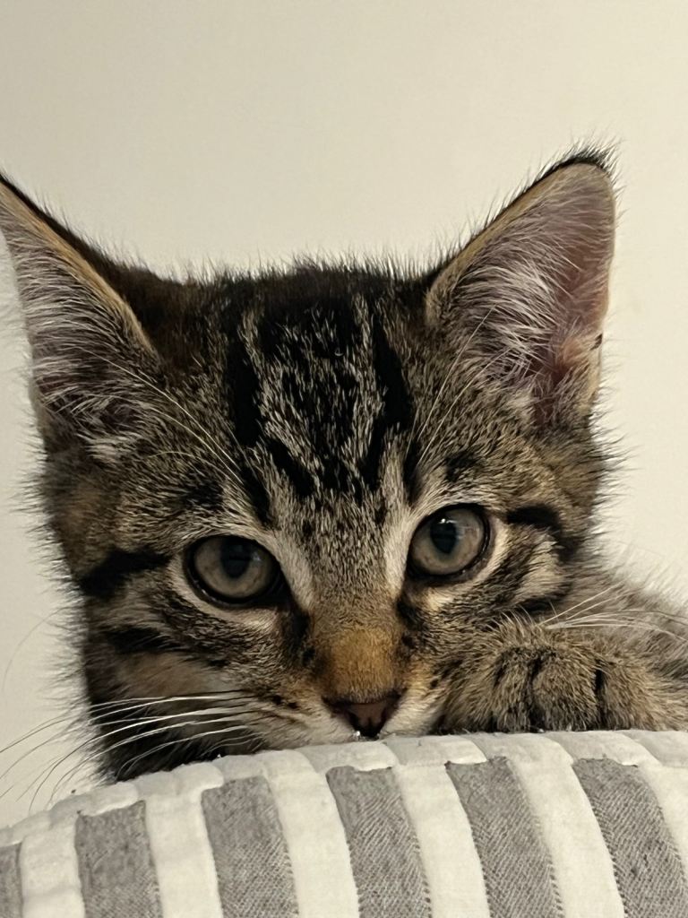  Male kitten for sale 