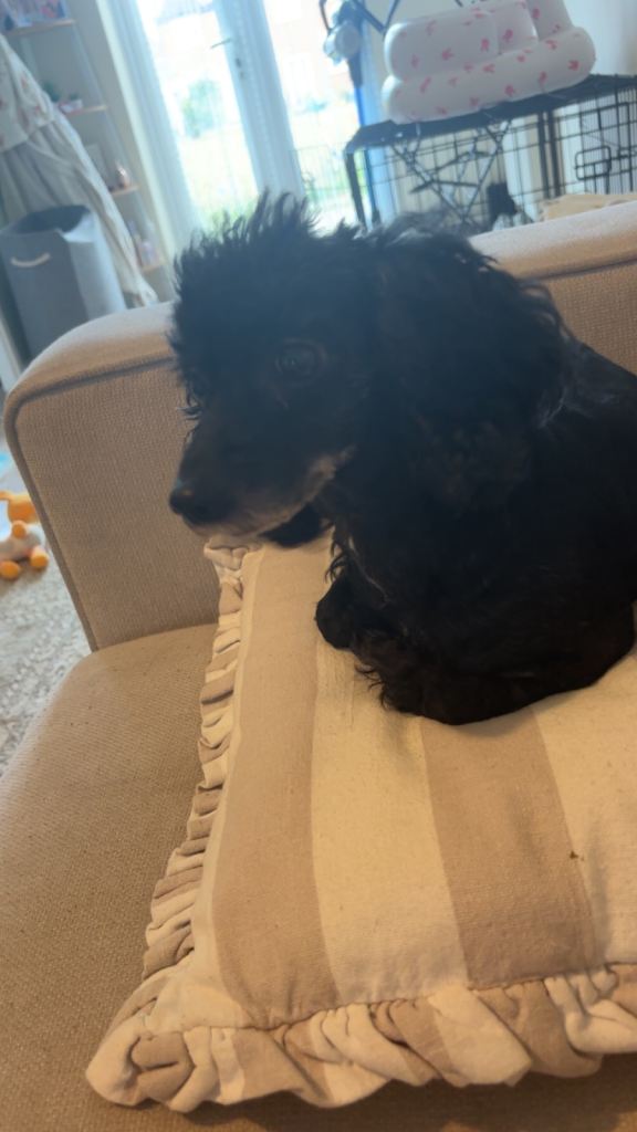 Miniature poodle dog 
