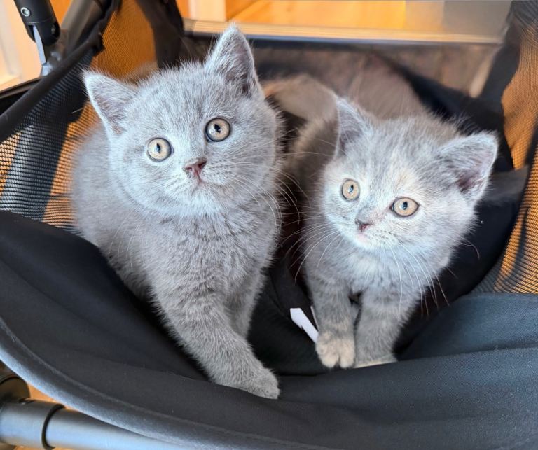 British Shorthair Kittens – Ready Now 🐾