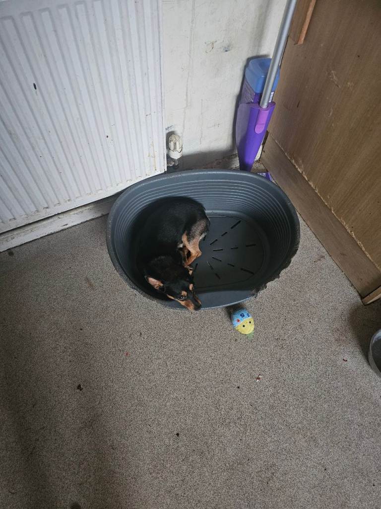 Dog