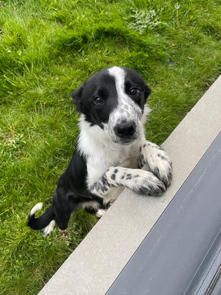 Border collie puppy