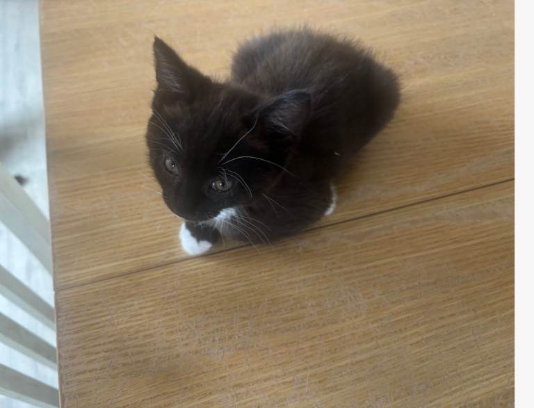 Beautiful kitten for sale very friendly 
