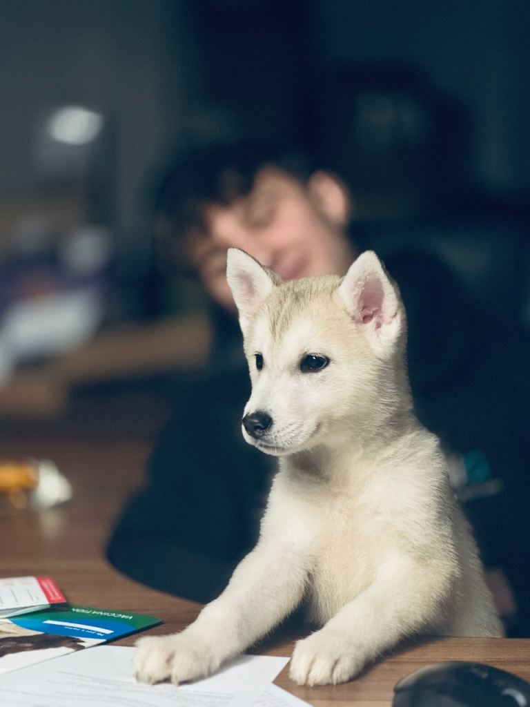 Siberian Husky Puppies for Sale 