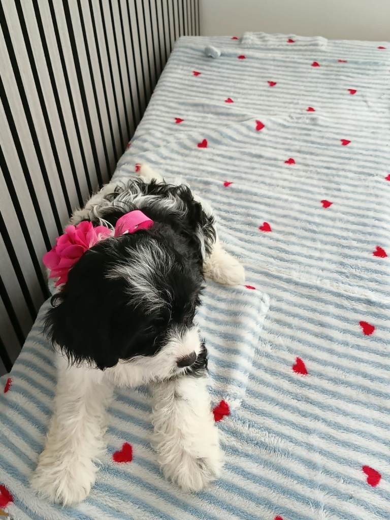 Tedy Cavapoo f1 only 1 puppy left