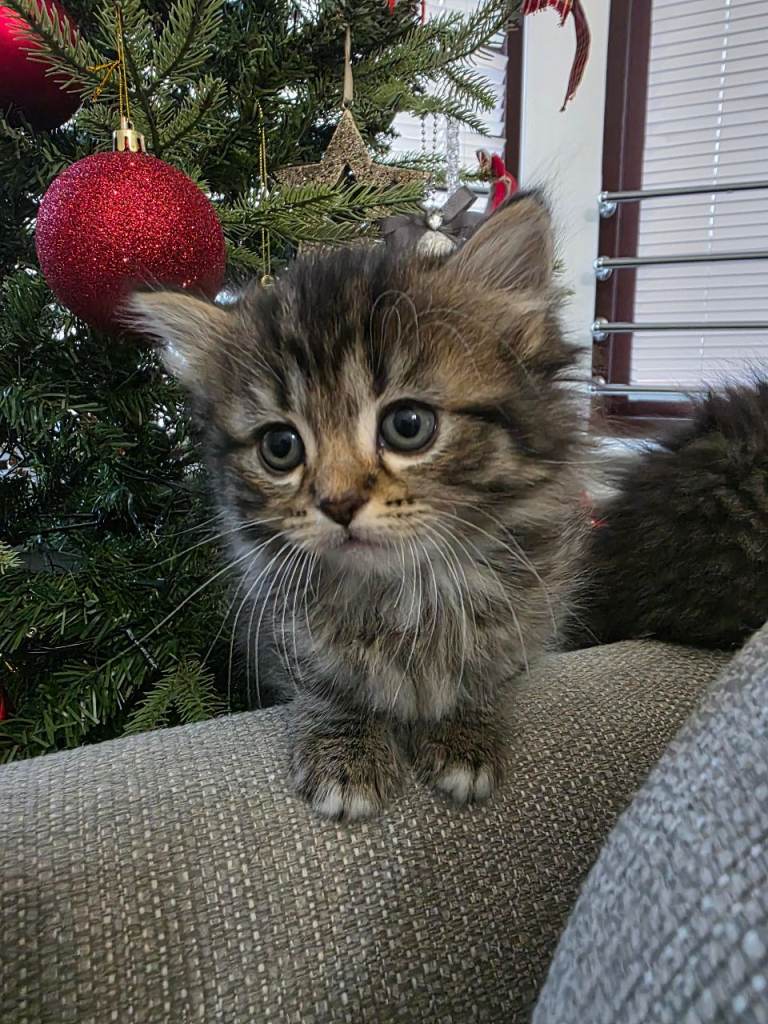 Fluffy Ragdoll Cross Female and Male Kittens – £500 – Glasgow