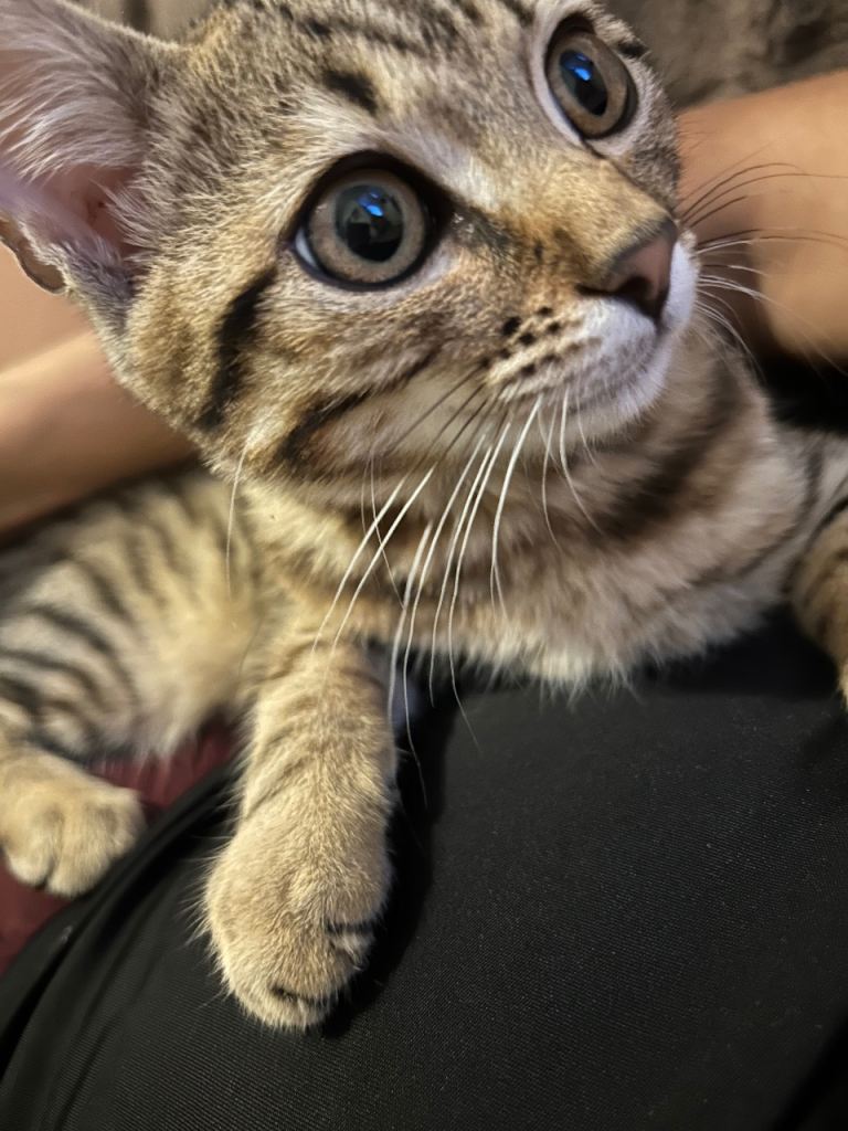 Half bengal cat approx 4m old