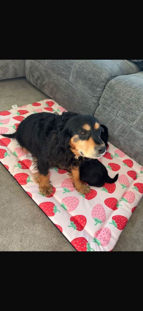 Show type cocker spaniel puppies for sale