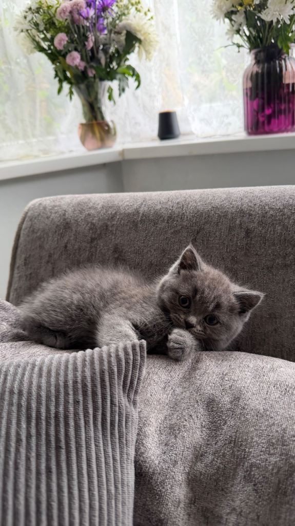 British shorthair kittens for sale - 3 boys 1 girl