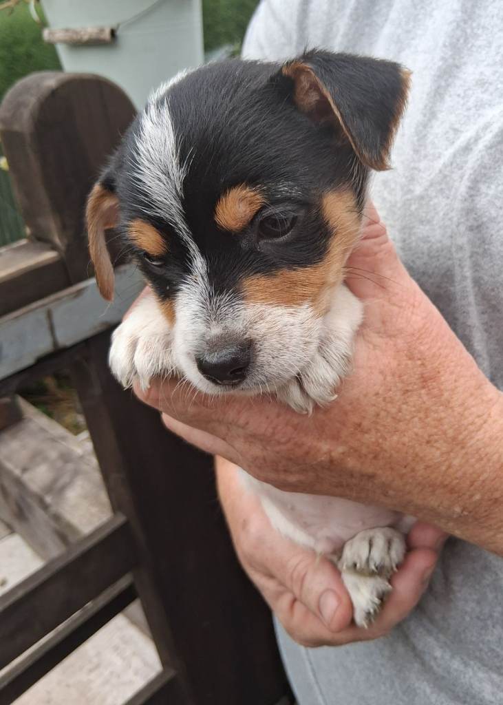 Jack russell puppies