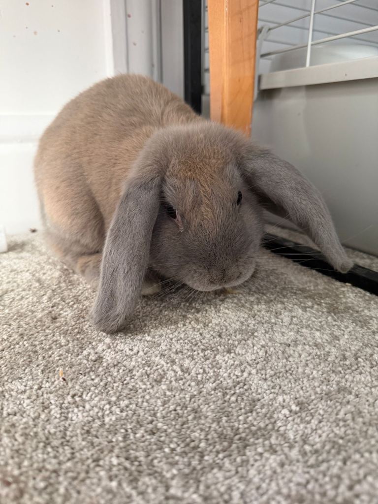 Rabbits and big cage for sale