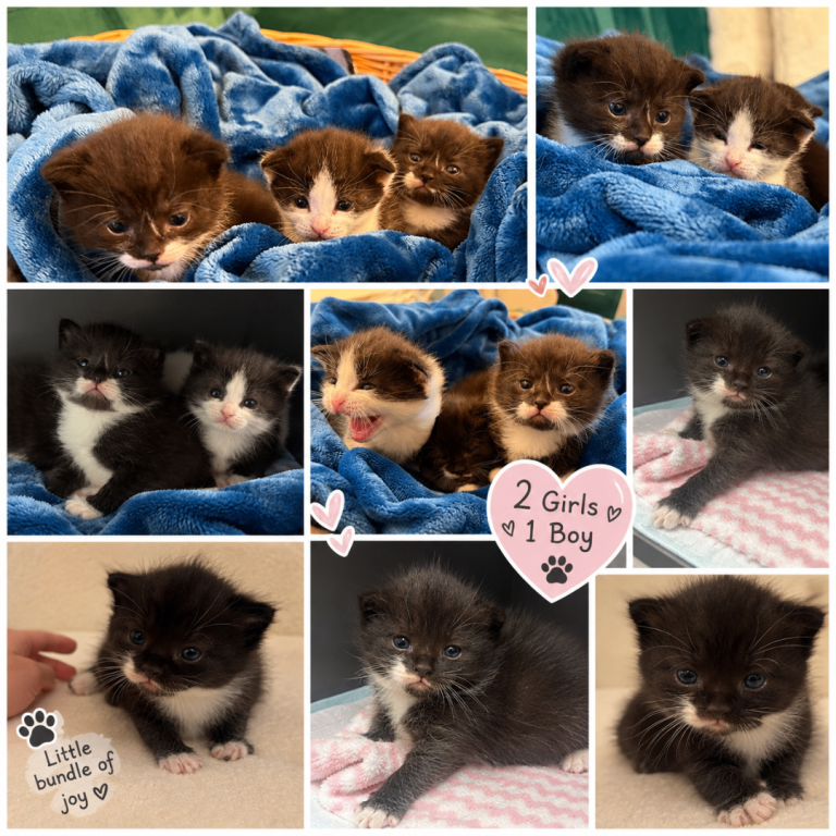 🐾 Beautiful Kittens Looking for Loving Forever Homes 🐾