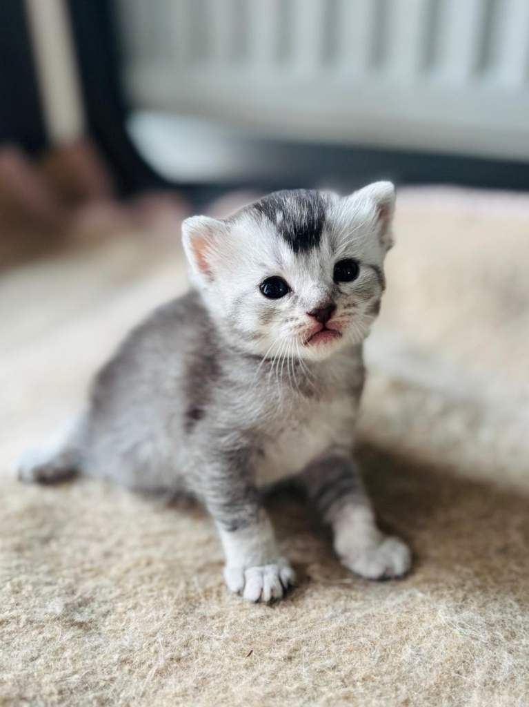 British shorthaired