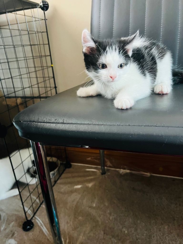 🐱 Adorable Kittens Looking for Their Forever Homes 🐱