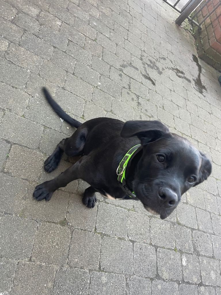 7 month puppy 