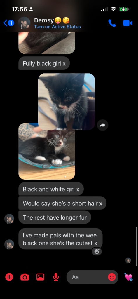 Ginger kittens mix main coone and calico kittens stunning 8wees ready now 