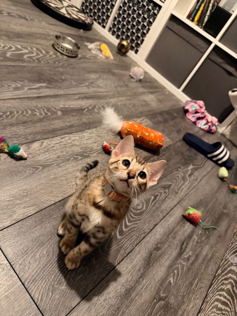 Beautiful Bengal kitten looking for a new home